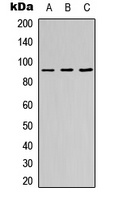 ZNF786 antibody