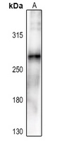 ACC alpha (phospho-S80) antibody