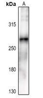 Anti-ACC alpha (Phospho-S80) Antibody