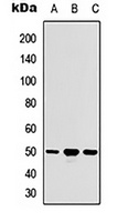 ACOT9 antibody