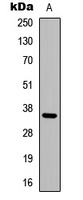 Anti-Adenosine A3 Receptor Antibody