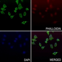 Alpha-2A Adrenergic Receptor Rabbit Polyclonal Antibody