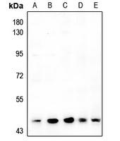 ARRDC4 antibody