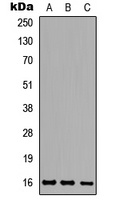 Ataxin 7L1 antibody