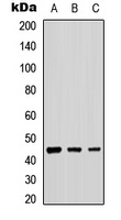 B4GALT2 antibody