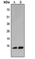 Anti-BATF Antibody