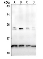 Osteocalcin antibody