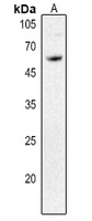 CD292 antibody
