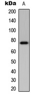 Anti-BMX Antibody
