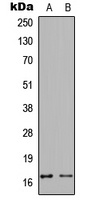 Anti-Calmodulin (Phospho-T80/S82) Antibody