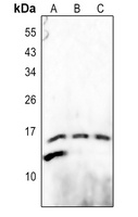 CCL26 antibody