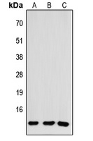 CCL26 antibody