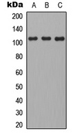 CD101 antibody