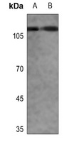 Anti-CD68 Antibody