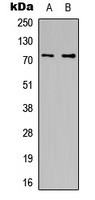 CDC16 antibody
