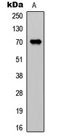 Anti-CDC25A Antibody