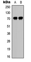 CDC25A (phospho-S75) antibody