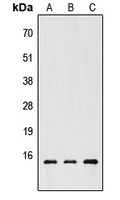 CHRAC1 antibody