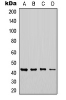 CHST6 antibody