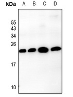 Claudin 3 antibody