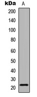 Claudin 6 antibody