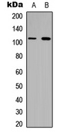 Collagen VI alpha 1 antibody