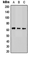 Anti-COX15 Antibody