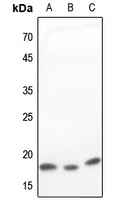 Anti-COX4-1 Antibody