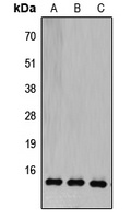 Anti-COX5B Antibody