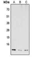 Anti-COX6B2 Antibody