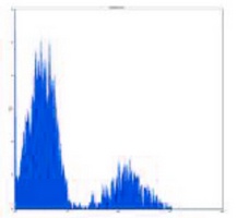 Anti-CD16 Antibody