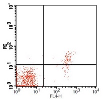 CD23 antibody