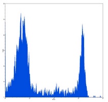 Anti-CD8 Antibody