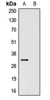 Anti-V5-tag Antibody