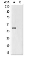 HA-tag antibody