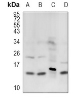 COX7A2/3 antibody