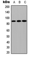 CPXM2 antibody