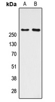 CBP antibody