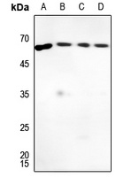 G-CSF antibody