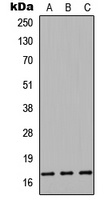 Cystatin 9L antibody