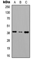 CD186 antibody