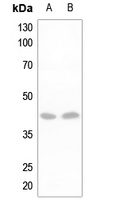 DLX3 antibody