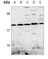 DUSP22 antibody