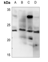 Endothelin 1 antibody