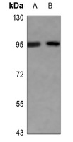EEF2 (phospho-T56) antibody