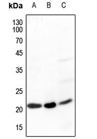Ephrin A5 antibody