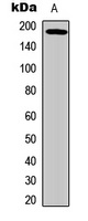 EGFR (phospho-T693) antibody