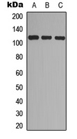 EPHA7 (phospho-Y608) antibody