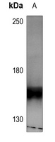 Anti-HER4 (Phospho-Y1284) Antibody