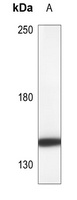Anti-HER4 Antibody